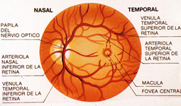 Fondo de ojo normal. Retina, mácula, nervio óptico o papila.